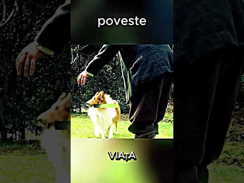 Povestea câinelui care și-a pierdut încrederea… și a găsit-o din nou 🐶💔#poveste #emotie #animale