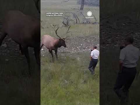 Why You Should NEVER Approach Wild Animals!