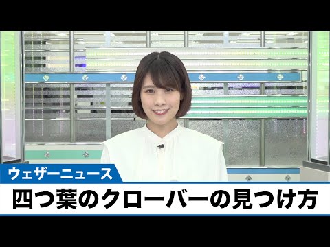 四つ葉のクローバー:幸運のお守りに関する興味深い事実 植物