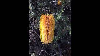 Die Gedanken Sind Frei (Thoughts Are Free)