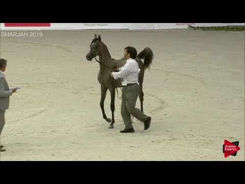 N 216 S K HAIL   Sharjah International 2019