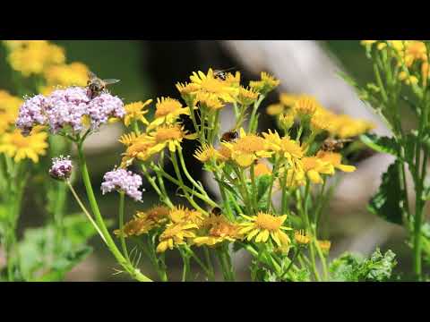 Bärgblueme Jutz - In Erinnerung an den Solojodler Toni Tschanz, Bergjodler Sigriswil