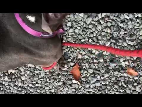 Columbia , an adoptable American Bully Mix in Jersey City, NJ_image-1