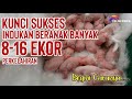 KUNCI SUKSES KELINCI BERANAK BANYAK DIATAS 8 EKOR PER KELAHIRAN