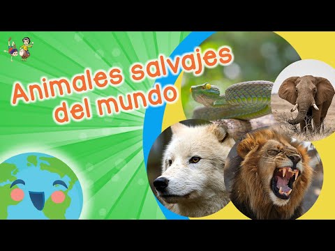 Animales Salvajes para Niños (Videos Educativos para Niños)