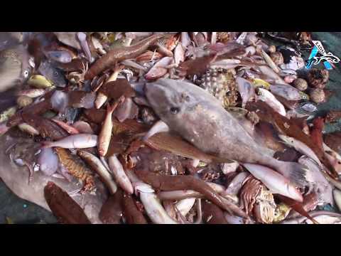 Big Catch Fishing in The Deep Sea With Big Boat