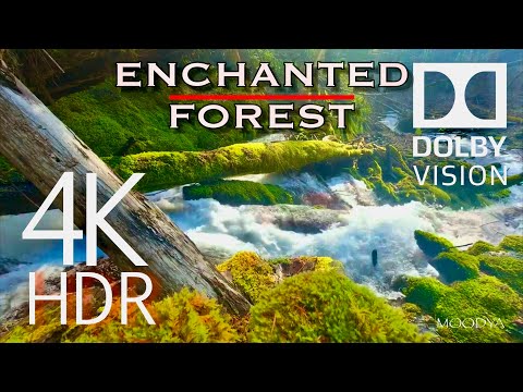 Dolby Vision HDR Video “Enchanted Forest Dreamscape” Relaxing Nature in 4K UHD