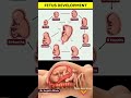 Fetal Development Stages Explained Week by Week | You Won’t Believe How a Baby Grows Inside the Womb