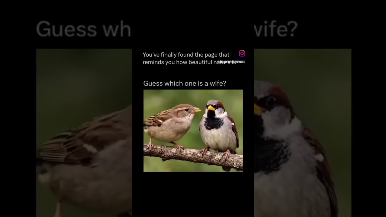 Honey Do List 😳🤯