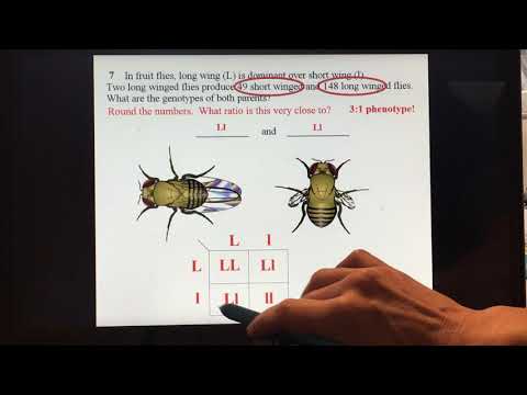 Genetics Homework Help For Busy Students Today