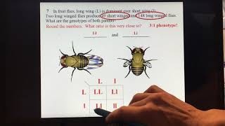 Genetics Homework Video 1: Problems 1-11