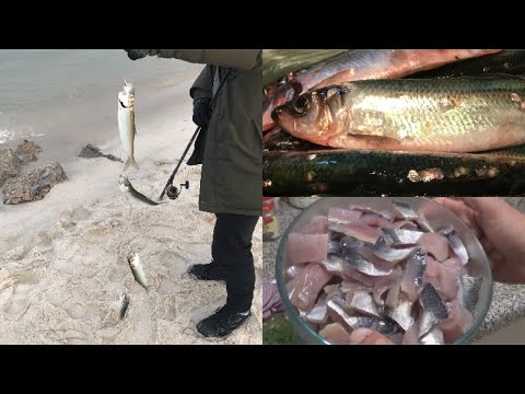 download lagu mp3 mp4 Can You Eat Skipjack Herring, download lagu Can You Eat Skipjack Herring gratis, unduh video klip Can You Eat Skipjack Herring