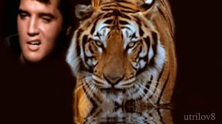 Elvis Presley   Animal Instinct Alternate Master