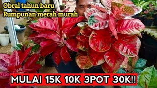 Download lagu Promo murah 15k 3pot 30k❗ Pusat aglonema murah promo tahun baru #tanamanhias  mp3