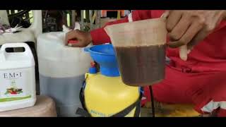 Download lagu cara bancuh EM untuk semburan dalam reban ayam ternakan mp3 Download lagu cara bancuh EM untuk semburan dalam reban ayam ternakan mp3