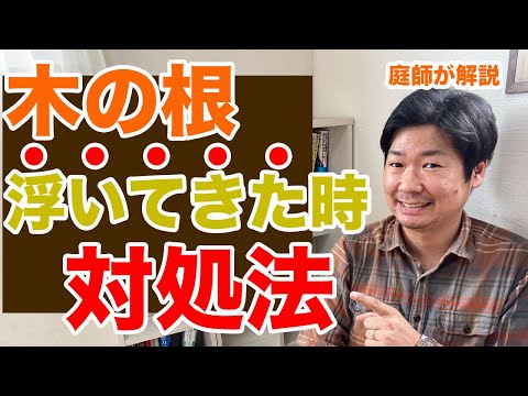 木の根元にある灰