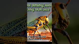 Download lagu Masteran dari belalang raja terjernih mp3