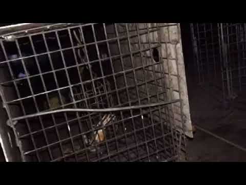 Raccoon Retrieved in Maplewood, NJ