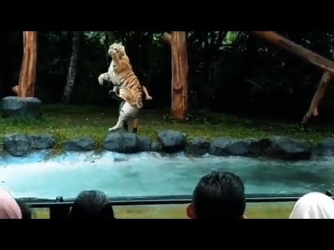 Sleep With Giraffes 10 Reasons You Must Visit Baobab Safari