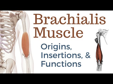 Brachialis artrózis kenőcskezelés, Az ideg csípése a gerincben