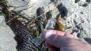 Save Our Shores California Coastal Cleanup Day 2011