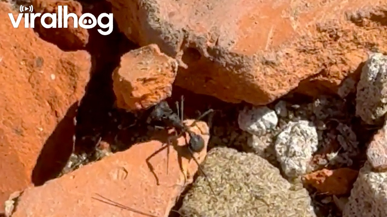Black Ant Carrying a Heavy Rock || ViralHog