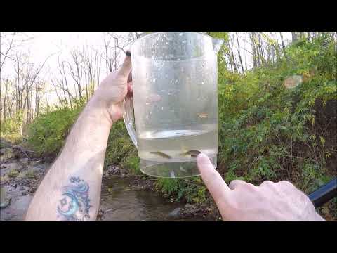 I Was Trying To Catch Gambusia, But Caught These Instead