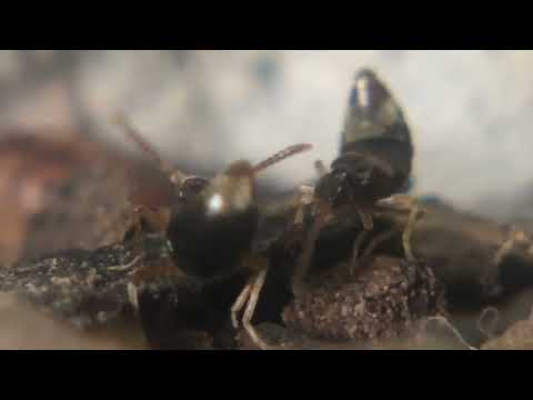 Scepto grooming, August 9, 2020