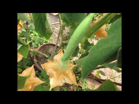 The Sound Of Kindness Orange Datura Flower Aug 2021