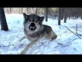 Trapping Wolves - Huge Male Down!!