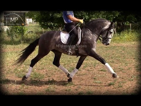 SOLD!! [R#:1841] PRE Stallion 2012