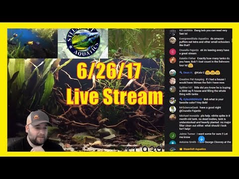 Aquarium Livestream - For Tropical Fish Enthusiasts - Viewers Drive the Show