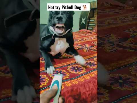 Not try Pitbull dog 🐕#shadow #pitbull