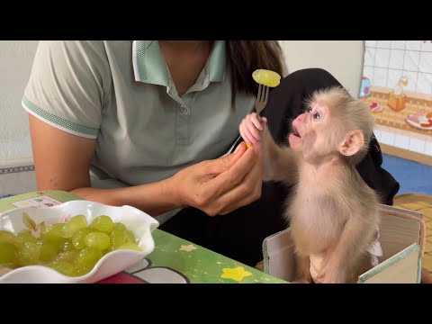 Cute and obedient baby monkey Abi is well cared for by her mother