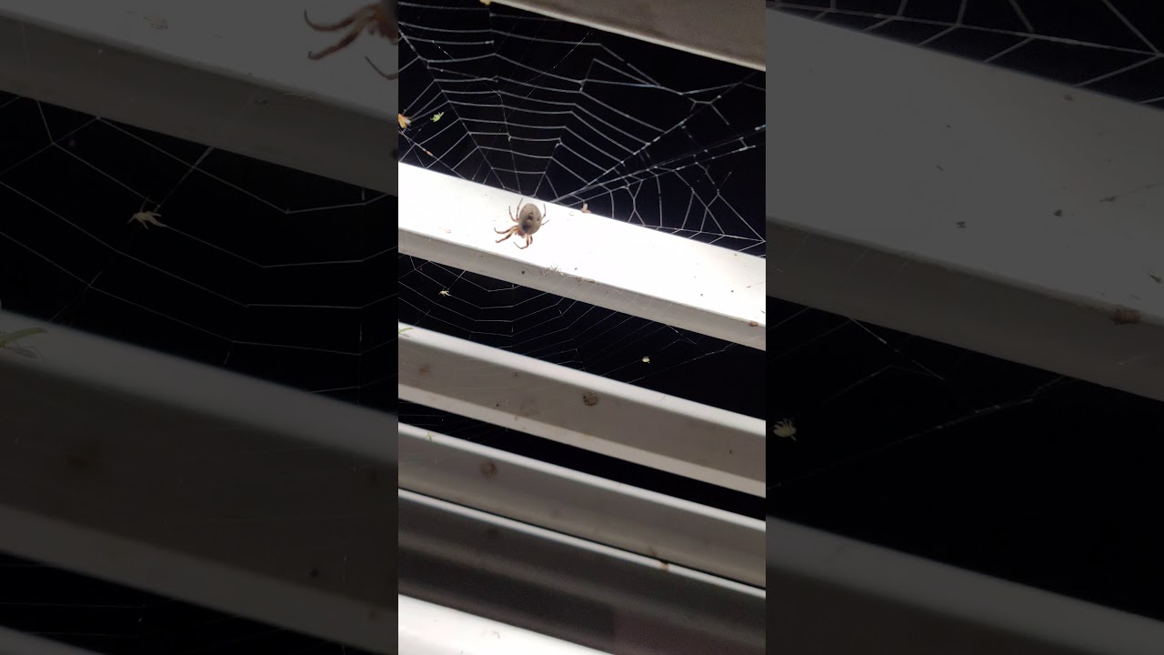 Hämähäkit Kalasatamassa