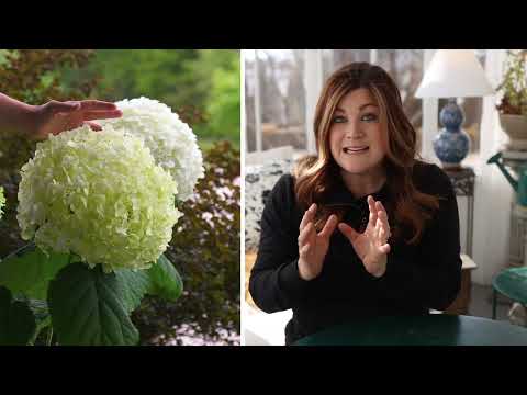 Proven Winners' Incrediball Hydrangea 🌿 'Garden Answer' Laura 🌿 Reston Farm Garden Market