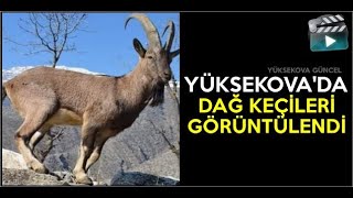 Yüksekova'da Dağ Keçileri Görüntülendi