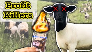 HOW TO LOSE YOUR MONEY SHEEP FARMING // For Beginners | Dorper Sheep | Micro Ranching for Profit