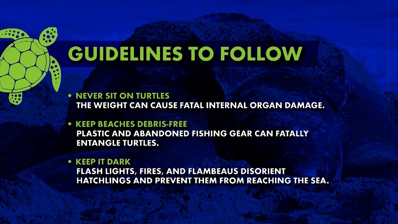 Keeping It Green - Guidelines For Turtle Nesting Season