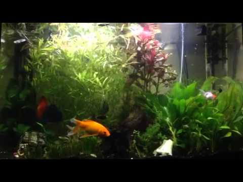 Discus aquarium