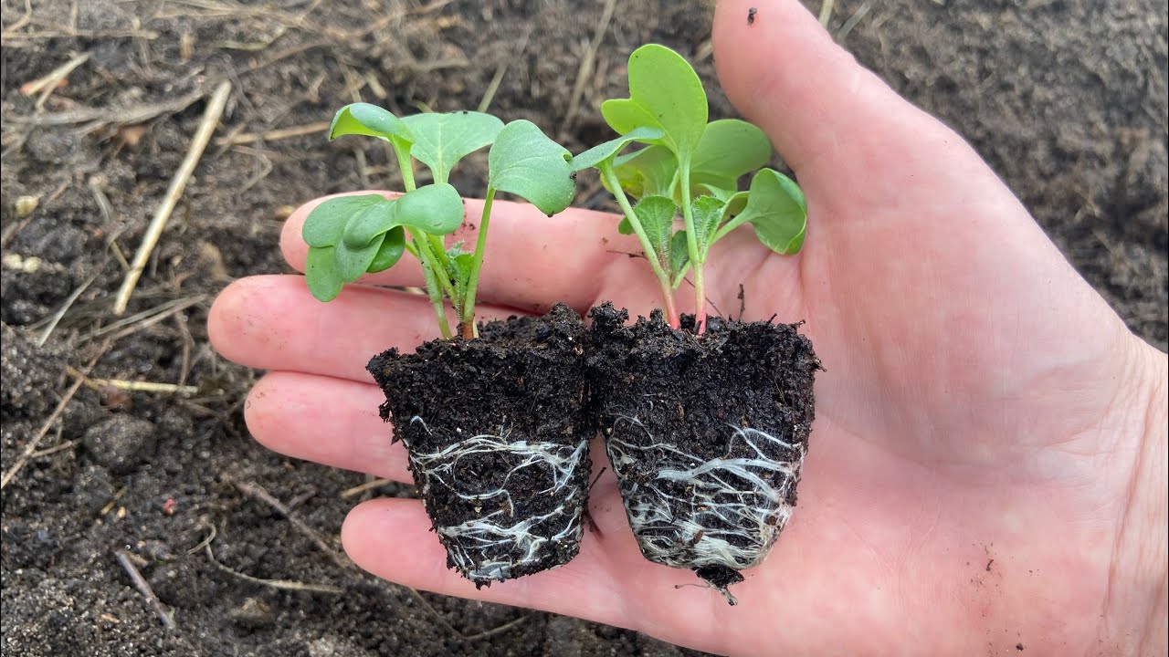 Рассада редиса букетным способом