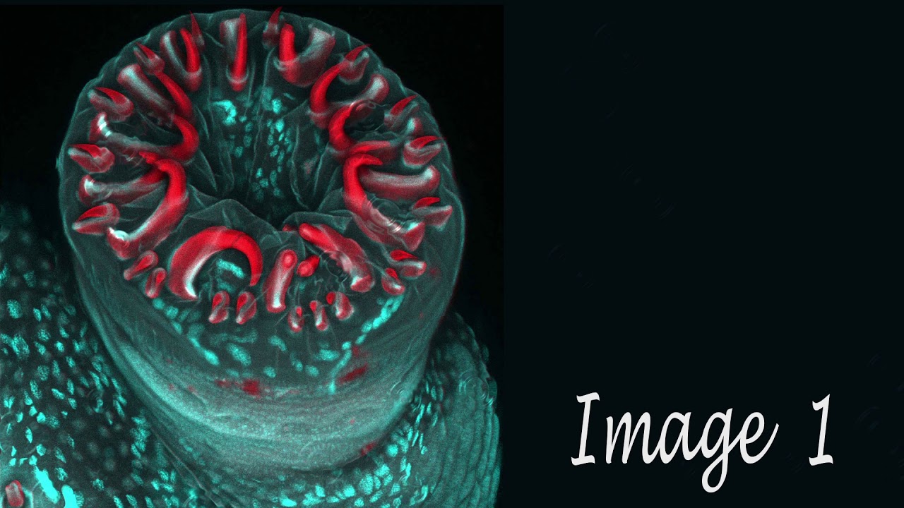 IMAGE 1 | Soundscapes