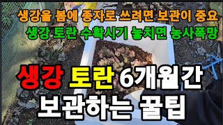 생강 토란 수확 시기와 종자 6개월까지 보관되는 꿀팁~ #생강수확시기 #생강보관방법  #생강키우기 #생강재배…