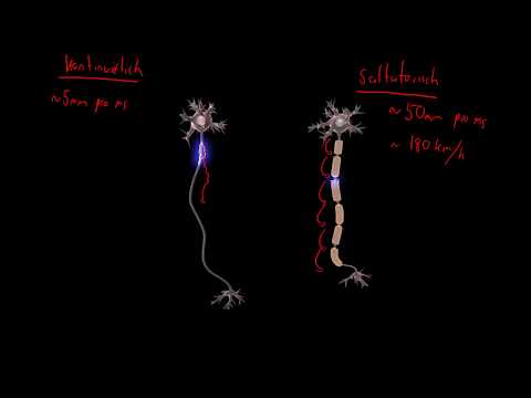 Neurobiologie 3 - Herkömmliche und saltatorische Erregungsleitung