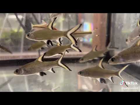 Bala Shark (Balantiocheilos melanopterus) — profil druhu, akvárium a starostlivosť