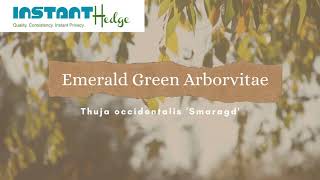 Get Information About Emerald Green Arborvitae | InstantHedge