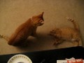 Tigger Vs Moose The Orange Tabby Cat Fight