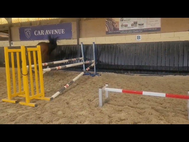 Castrone Sella Francese In vendita 2023 Baio scuro ,  Uncognito bois margot