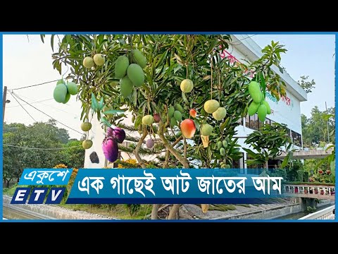 সারাবছর এক গাছেই ধরবে আট জাতের আম | Ekushey ETV