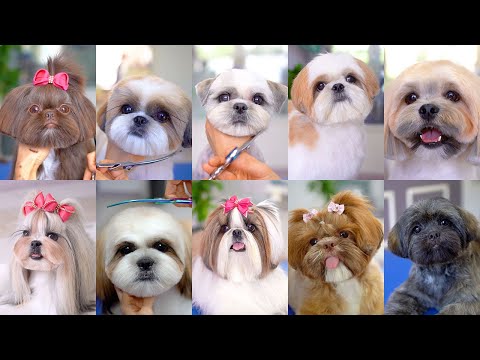 10 best grooming  for shih tzu!!✂️❤️🐶
